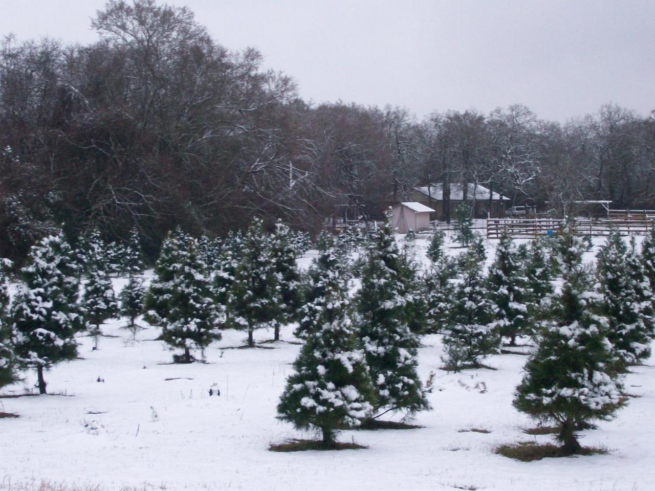 Kelumac Christmas Tree Farm B&B Bryan Exterior foto